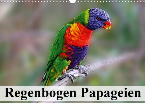 Elisabeth Stanzer: Stanzer, E: Regenbogen Papageien (Wandkalender 2021 DIN A3 q, Kalender