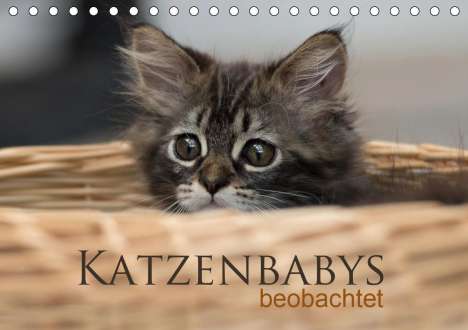 Christiane Calmbacher: Calmbacher, C: Katzenbabys beobachtet (Tischkalender 2021 DI, Kalender