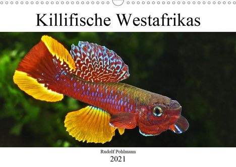 Rudolf Pohlmann: Pohlmann, R: Killifische Westafrikas (Wandkalender 2021 DIN, Kalender