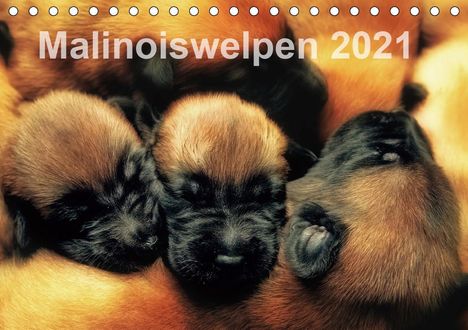 Susanne Schwarzer: Schwarzer, S: Malinoiswelpen 2021 (Tischkalender 2021 DIN A5, Kalender