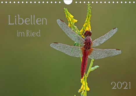 Dorothea Oldani: Oldani, D: Libellen im Ried (Wandkalender 2021 DIN A4 quer), Kalender