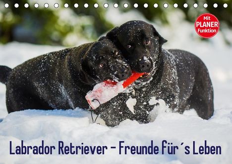 Sigrid Starick: Starick, S: Labrador Retriever - Freunde für´s Leben (Tischk, Kalender