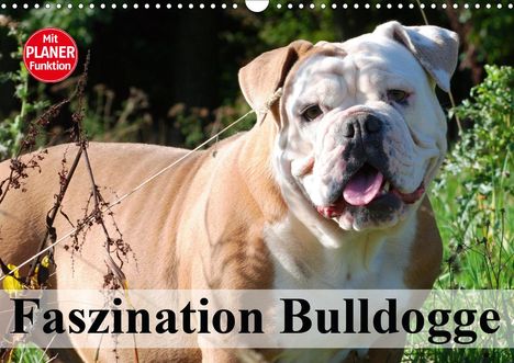 Elisabeth Stanzer: Stanzer, E: Faszination Bulldogge (Wandkalender 2021 DIN A3, Kalender