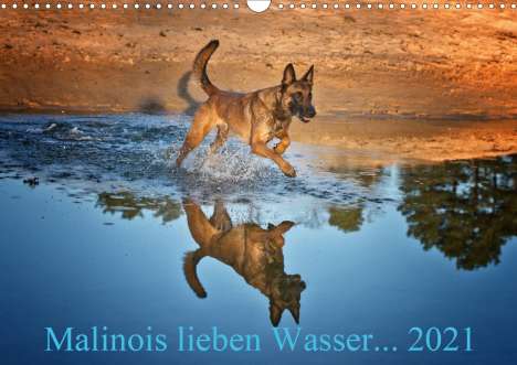 Susanne Schwarzer: Schwarzer, S: Malinois lieben Wasser (Wandkalender 2021 DIN, Kalender