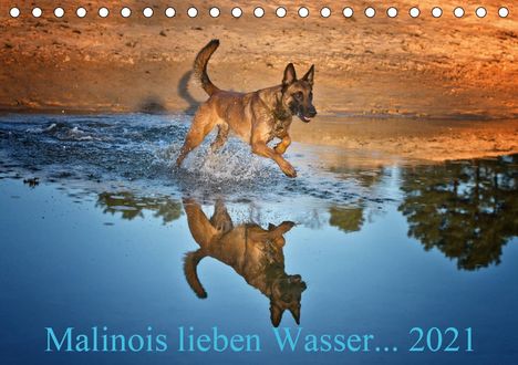 Susanne Schwarzer: Schwarzer, S: Malinois lieben Wasser (Tischkalender 2021 DIN, Kalender