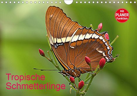 Arno Klatt: Klatt, A: Tropische Schmetterlinge (Wandkalender 2021 DIN A4, Kalender