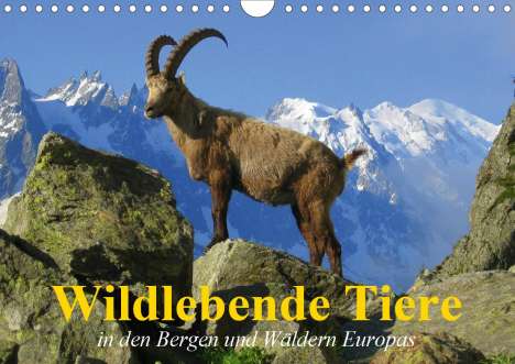 Elisabeth Stanzer: Stanzer, E: Wildlebende Tiere in den Bergen und Wäldern Euro, Kalender