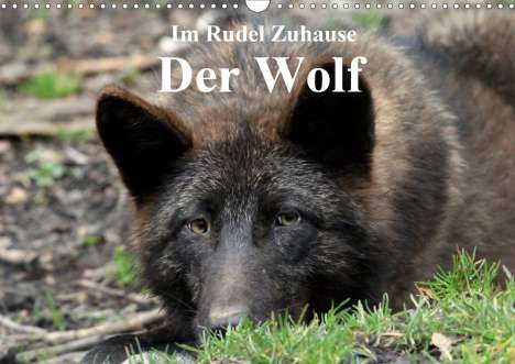 Arno Klatt: Klatt, A: Im Rudel Zuhause - Der Wolf (Wandkalender 2021 DIN, Kalender