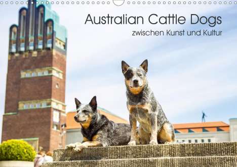 Fotodesign Verena Scholze: Verena Scholze, F: Australian Cattle Dogs zwischen Kunst und, Kalender