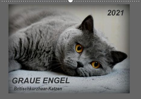 K. A. Jacky-Fotos: Jacky-Fotos, K: GRAUE ENGEL Britischkurzhaar-Katzen (Wandkal, Kalender