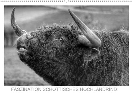 Sigrid Sprengelmeyer: Sprengelmeyer, S: Faszination Schottisches Hochlandrind (Wan, Kalender