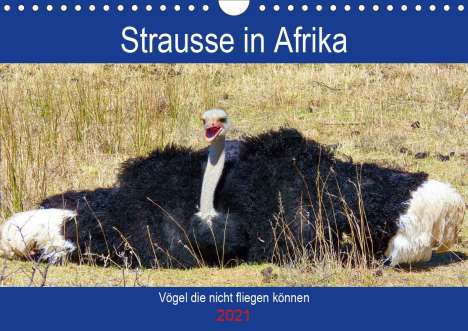 Barbara Fraatz: Fraatz, B: Strausse in Afrika (Wandkalender 2021 DIN A4 quer, Kalender