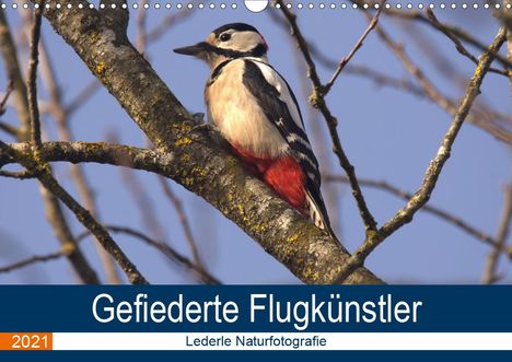 Kevin Andreas Lederle: Andreas Lederle, K: Majestätische Vogelwelt (Wandkalender 20, Kalender