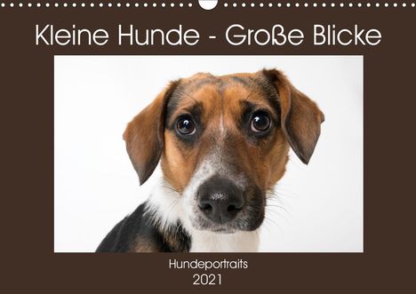 K. A. Akrema-Photography: Akrema-Photography, K: Kleine Hunde - Große Blicke (Wandkale, Kalender