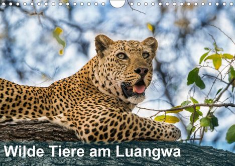 Bruno Pohl: Pohl, B: Wilde Tiere am Luangwa (Wandkalender 2021 DIN A4 qu, Kalender