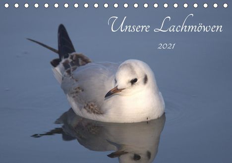 Kevin Andreas Lederle: Andreas Lederle, K: Unsere Lachmöwen (Tischkalender 2021 DIN, Kalender