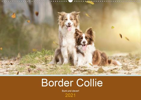 Andrea Mayer Tierfotografie: Mayer Tierfotografie, A: Border Collie - Bunt und clever! (W, Kalender