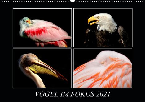 ©. Mirko Weigt: Mirko Weigt, ©: Vögel im Fokus 2021 (Wandkalender 2021 DIN A, Kalender