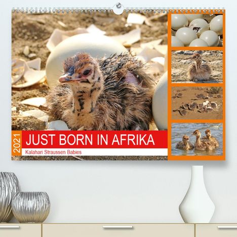 Barbara Fraatz: Fraatz, B: JUST BORN IN AFRIKA Kalahari Straussen Babies (Pr, Kalender
