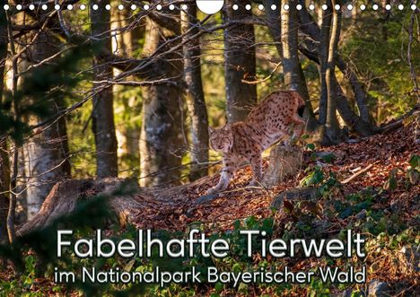 Christian Haidl: Haidl, C: Fabelhafte Tierwelt im Nationalpark Bayerischer Wa, Kalender