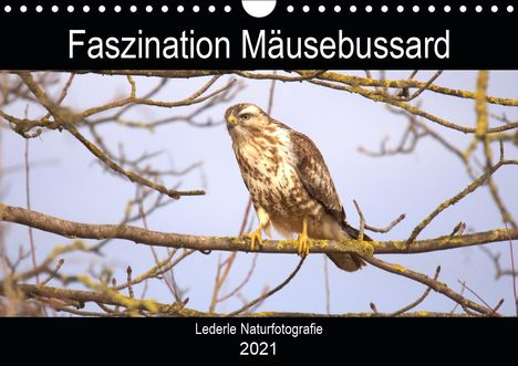 Kevin Andreas Lederle: Andreas Lederle, K: Faszination Mäusebussard (Wandkalender 2, Kalender