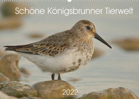 Kevin Andreas Lederle: Andreas Lederle, K: Schöne Königsbrunner Tierwelt (Wandkalen, Kalender