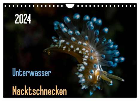 Claudia Weber-Gebert: Unterwasser - Nacktschnecken 2024 (Wandkalender 2024 DIN A4 quer), CALVENDO Monatskalender, Kalender