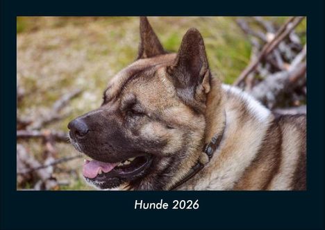 Tobias Becker: Hunde 2026 Fotokalender DIN A4, Kalender