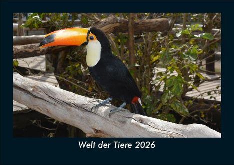 Tobias Becker: Welt der Tiere 2026 Fotokalender DIN A5, Kalender