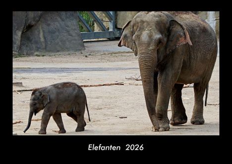 Tobias Becker: Elefanten 2026 Fotokalender DIN A3, Kalender