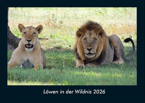 Tobias Becker: Löwen in der Wildnis 2026 Fotokalender DIN A4, Kalender