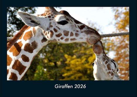Tobias Becker: Giraffen 2026 Fotokalender DIN A4, Kalender