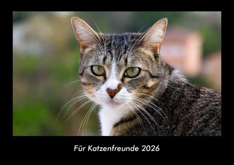 Tobias Becker: Für Katzenfreunde 2026 Fotokalender DIN A3, Kalender