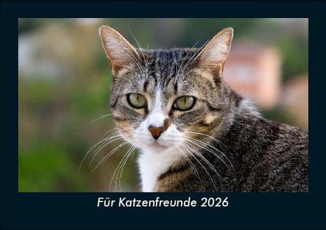 Tobias Becker: Für Katzenfreunde 2026 Fotokalender DIN A5, Kalender