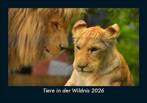 Tobias Becker: Tiere in der Wildnis 2026 Fotokalender DIN A5, Kalender