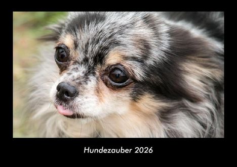 Tobias Becker: Hundezauber 2026 Fotokalender DIN A3, Kalender