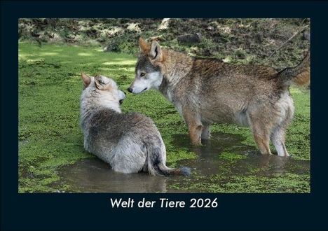 Tobias Becker: Welt der Tiere 2026 Fotokalender DIN A5, Kalender