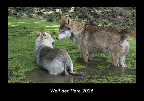 Tobias Becker: Welt der Tiere 2026 Fotokalender DIN A3, Kalender