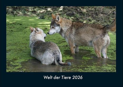Tobias Becker: Welt der Tiere 2026 Fotokalender DIN A4, Kalender