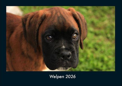 Tobias Becker: Welpen 2026 Fotokalender DIN A4, Kalender