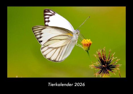 Tobias Becker: Tierkalender 2026 Fotokalender DIN A3, Kalender