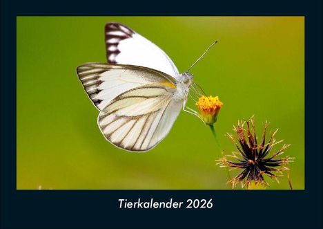 Tobias Becker: Tierkalender 2026 Fotokalender DIN A4, Kalender