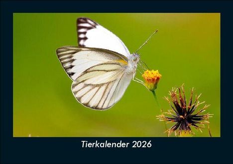 Tobias Becker: Tierkalender 2026 Fotokalender DIN A5, Kalender