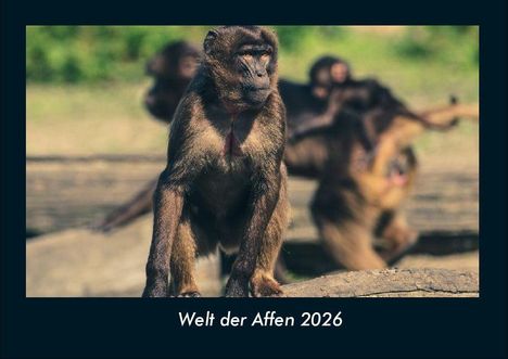 Tobias Becker: Welt der Affen 2026 Fotokalender DIN A4, Kalender