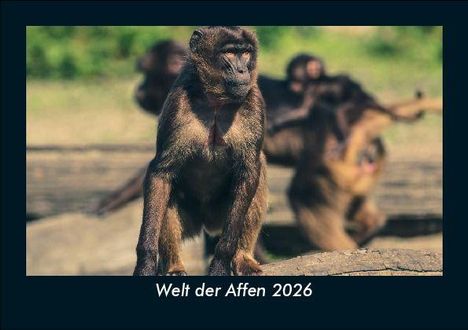 Tobias Becker: Welt der Affen 2026 Fotokalender DIN A5, Kalender