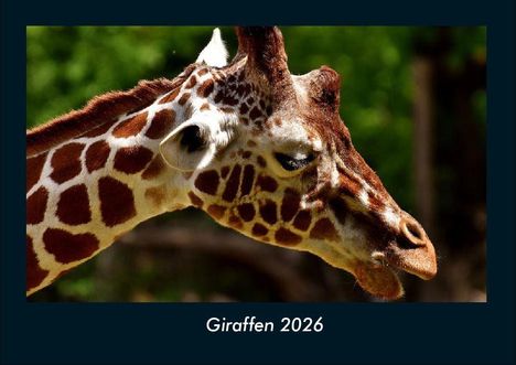 Tobias Becker: Giraffen 2026 Fotokalender DIN A4, Kalender