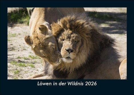 Tobias Becker: Löwen in der Wildnis 2026 Fotokalender DIN A5, Kalender