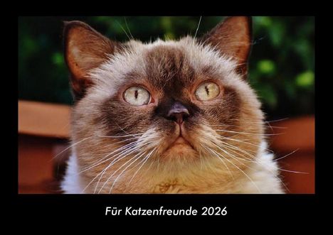 Tobias Becker: Für Katzenfreunde 2026 Fotokalender DIN A3, Kalender