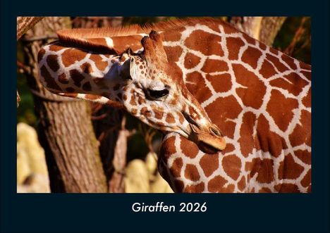 Tobias Becker: Giraffen 2026 Fotokalender DIN A4, Kalender