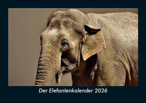 Tobias Becker: Der Elefantenkalender 2026 Fotokalender DIN A5, Kalender